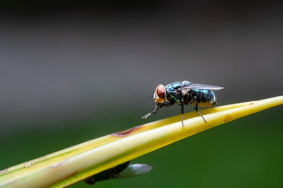 Photo Pest Control